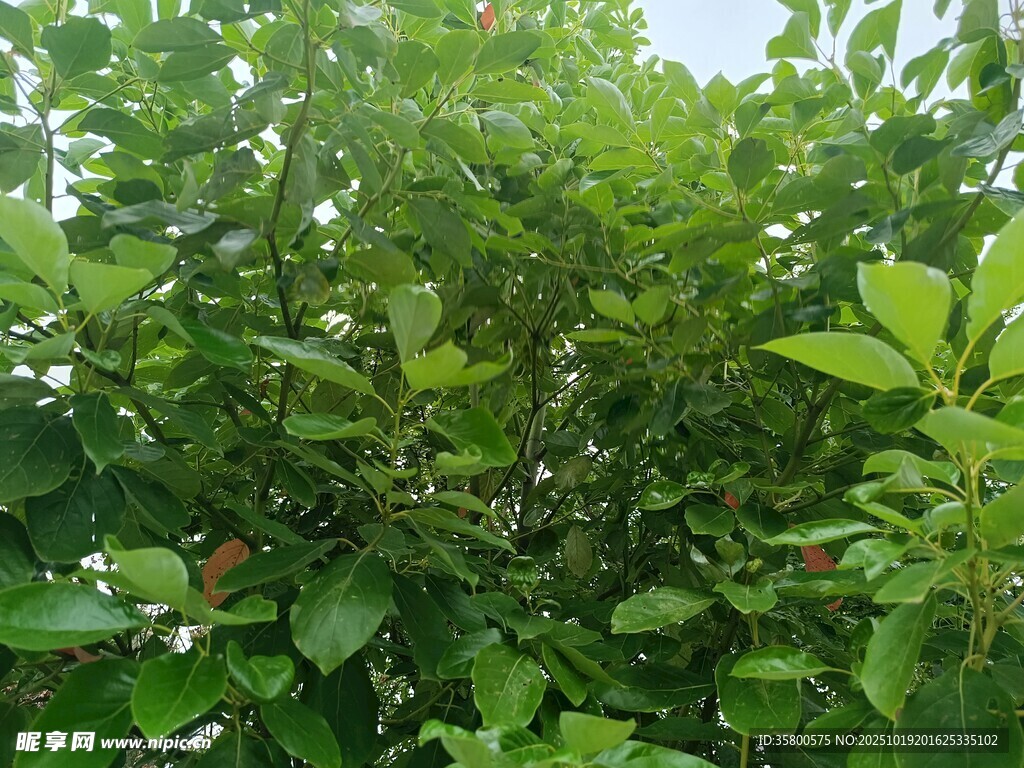 绿叶白花的繁茂植物