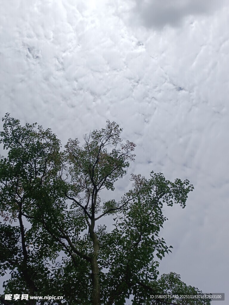 树冠之上的多云天空