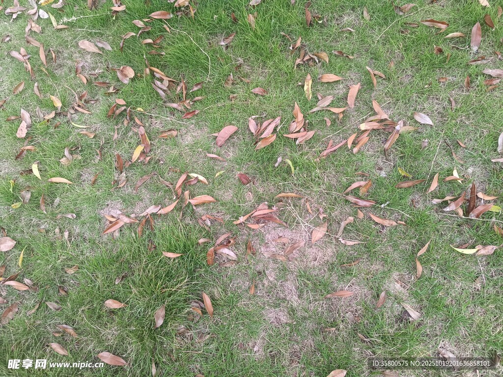 草地上散落的枯黄树叶