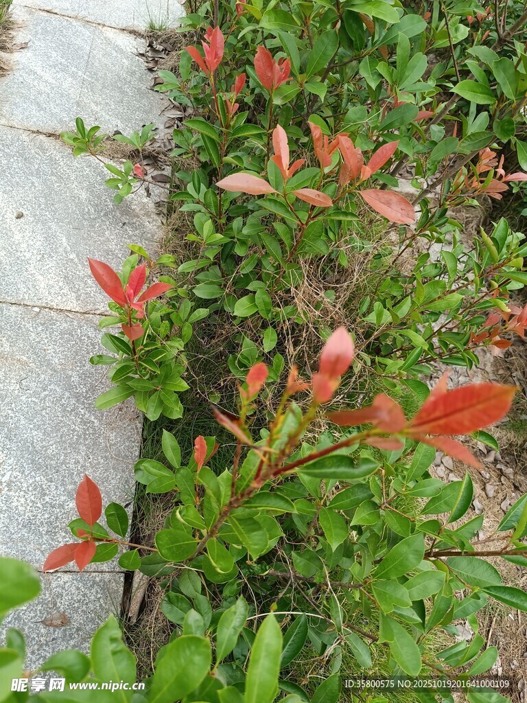路边红绿叶植物景观