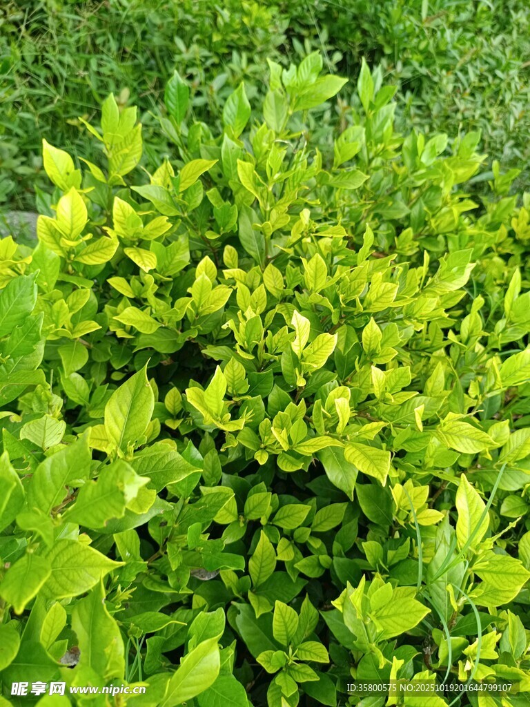 翠绿茂盛的灌木丛