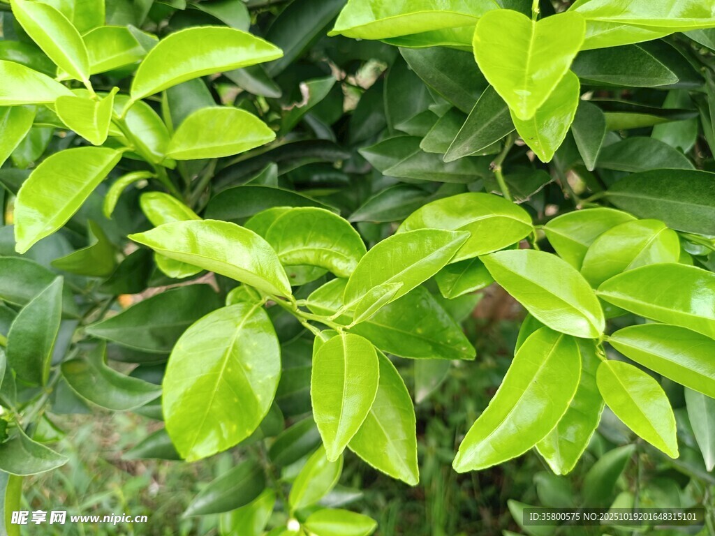翠绿生机的植物叶片