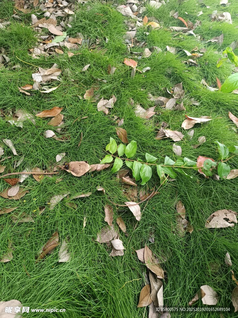 草地落叶景象