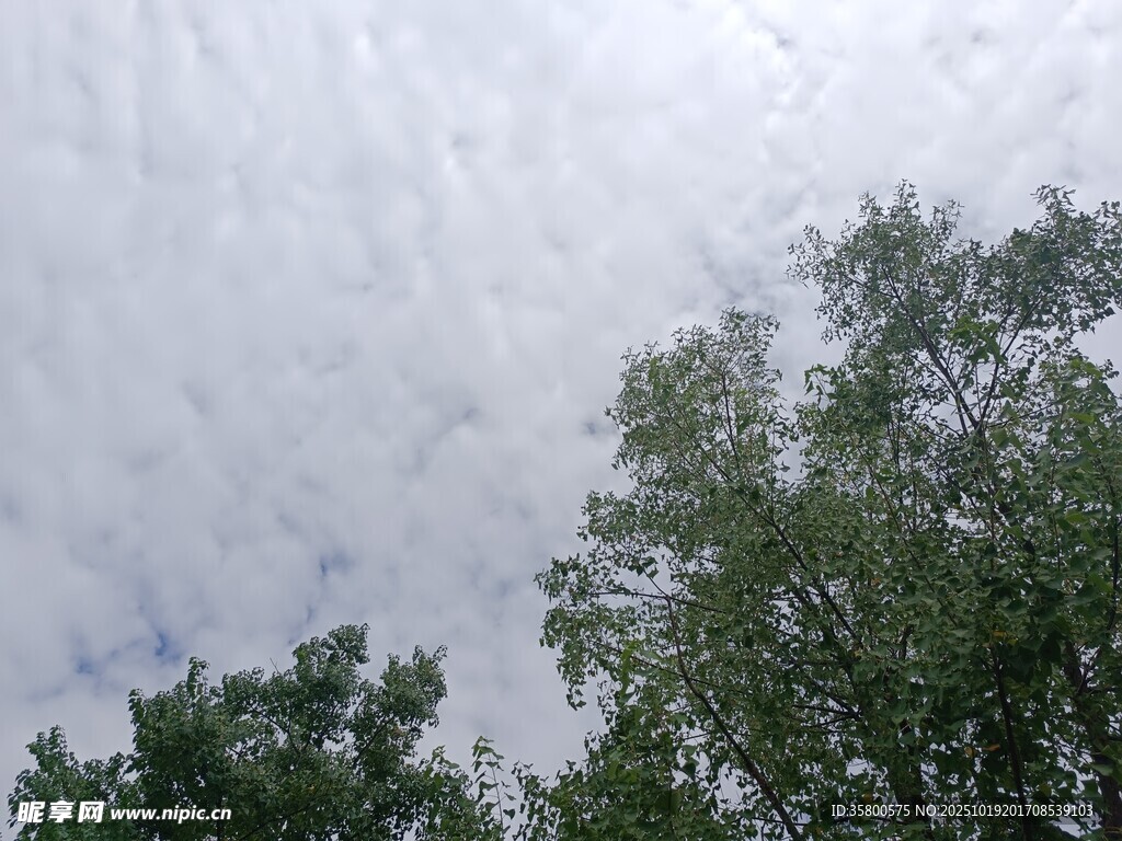 天空下的绿树