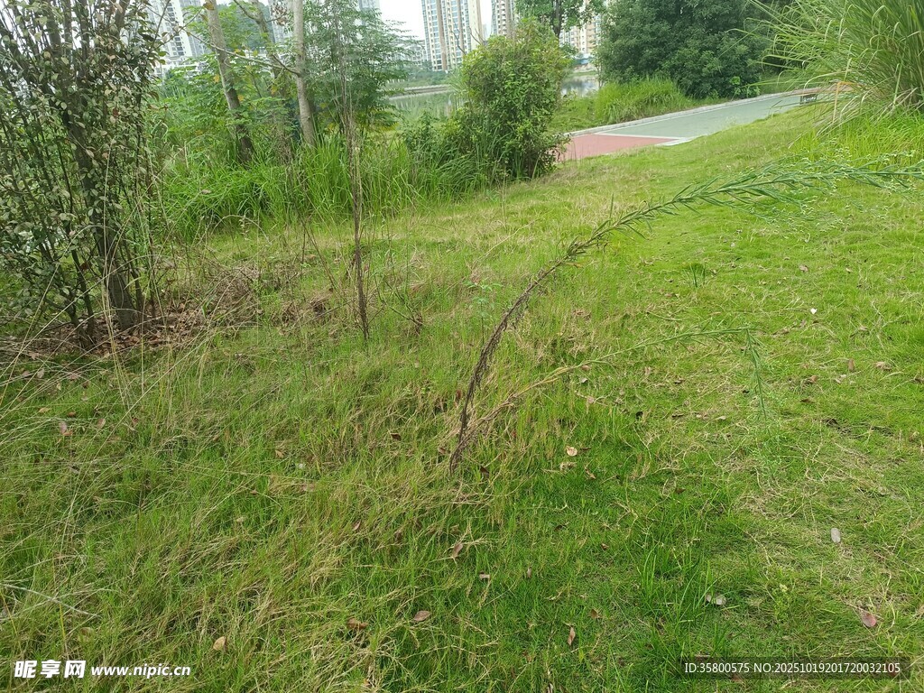 绿意盎然的户外草地场景