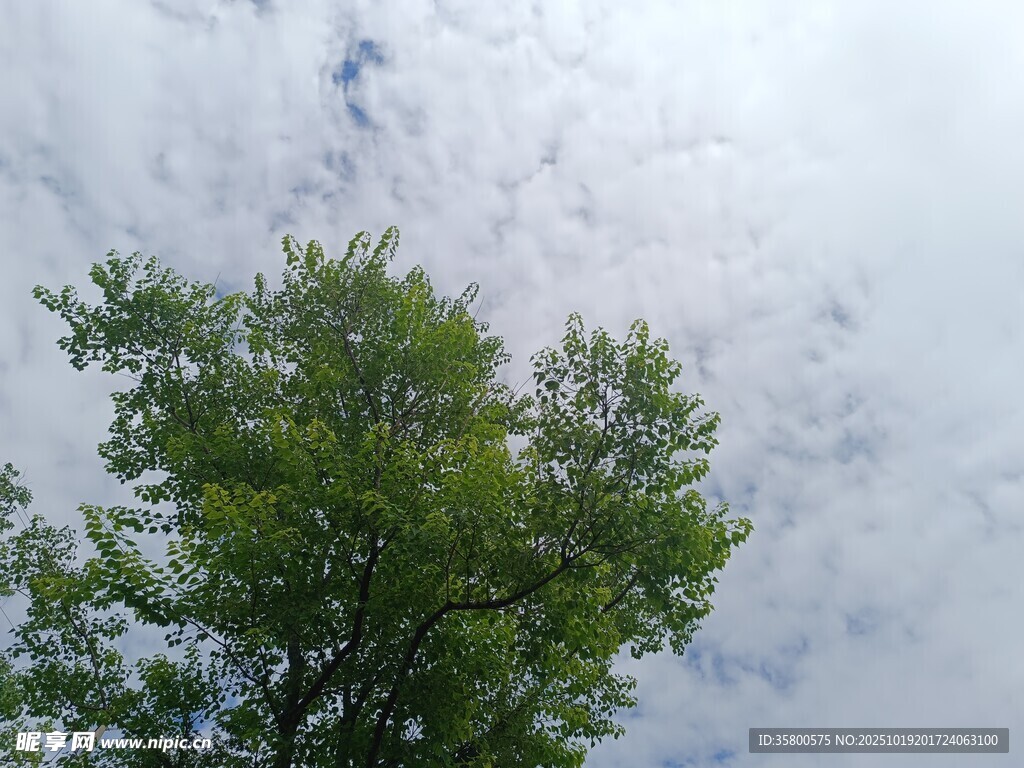 绿树映白云的清新景致