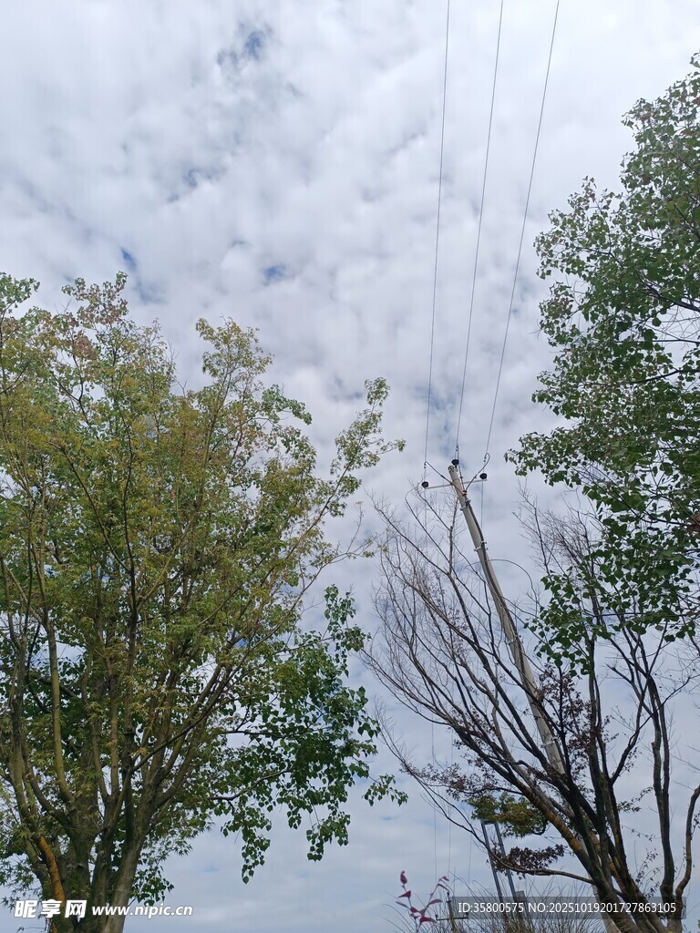 天空下的绿树与光秃树木