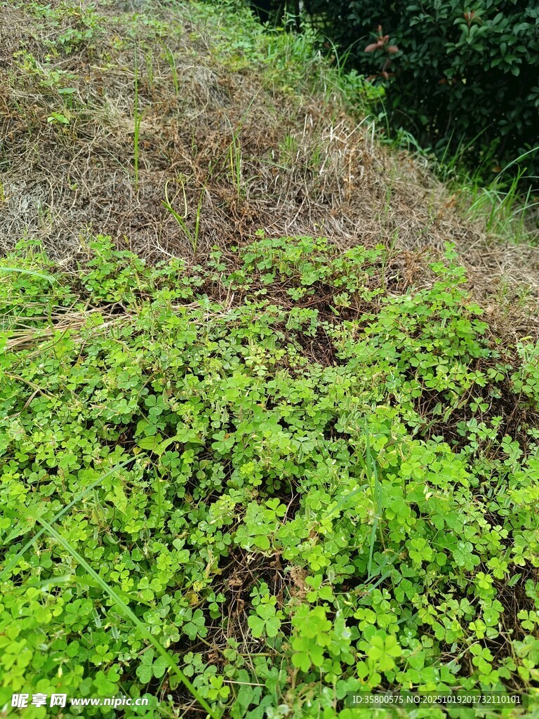 山坡上的繁茂绿色植物