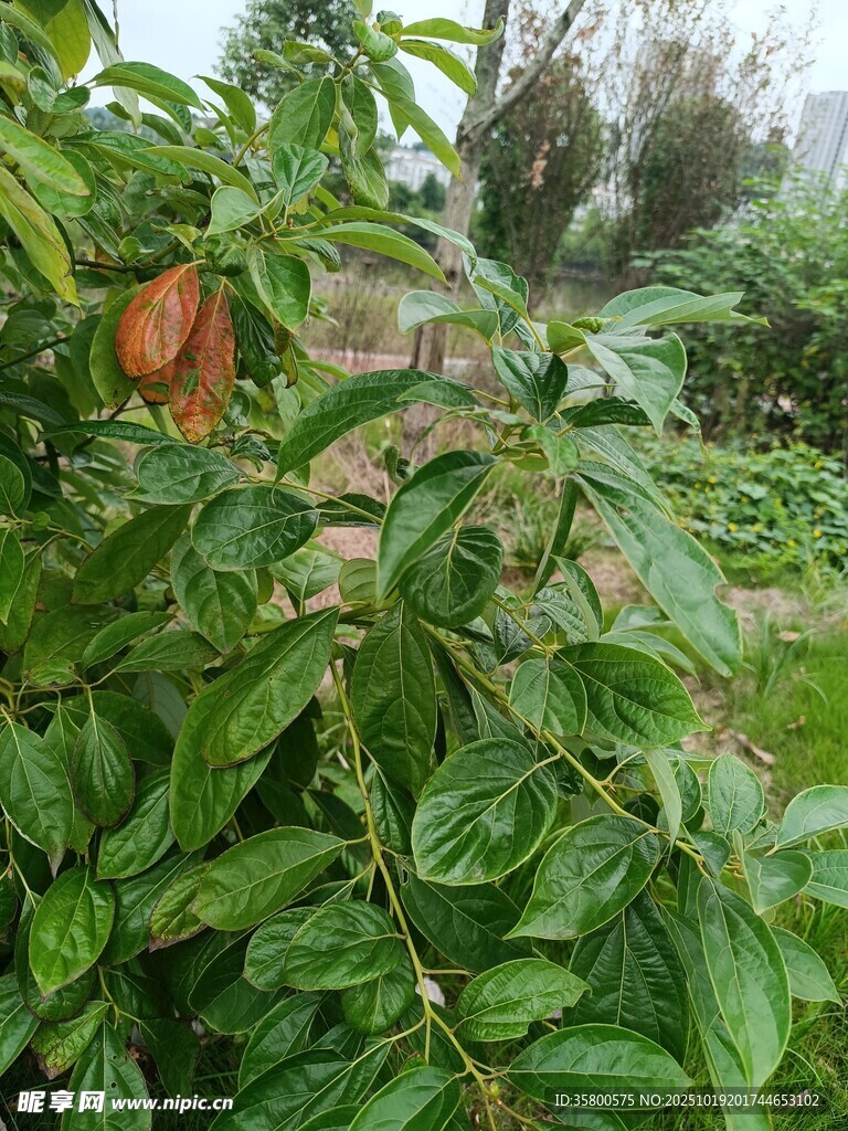 绿叶间的红果植物景观