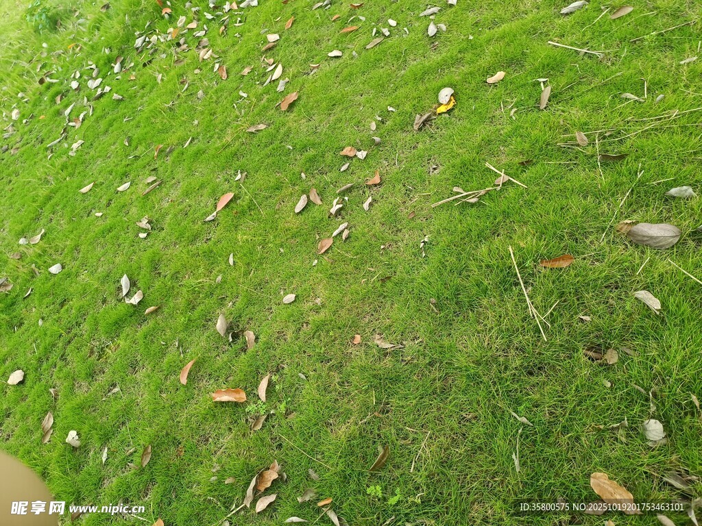 翠绿草地散落枯叶