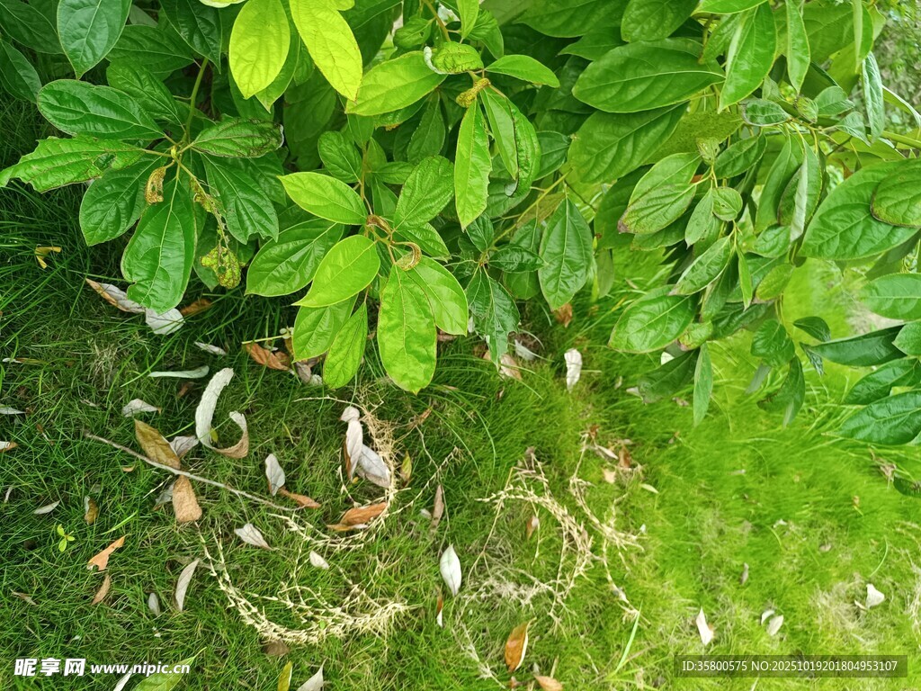 绿叶下的自然景象