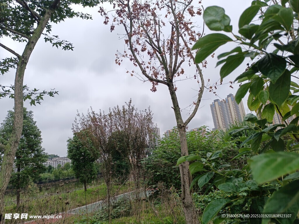 春日公园花木繁茂景象