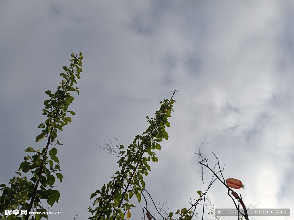 天空下的绿植与风筝