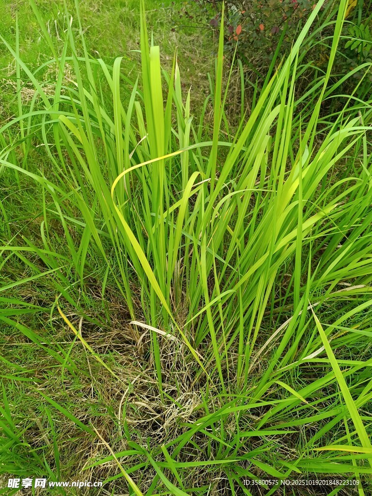 翠绿茂盛的草地