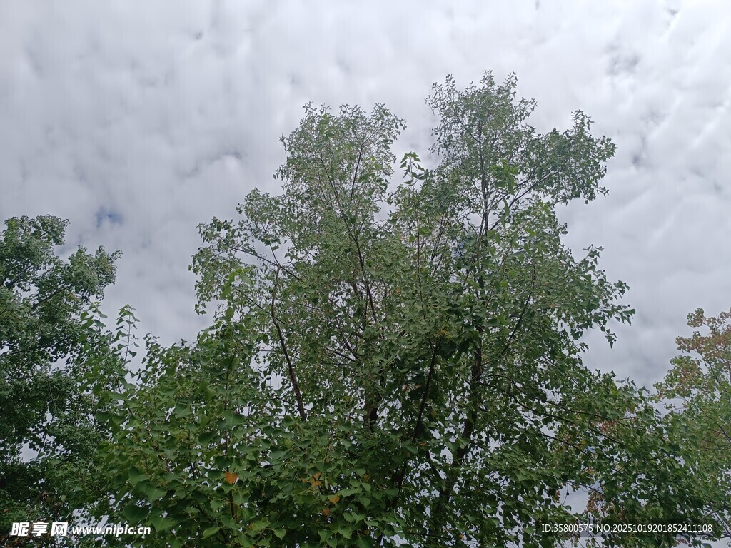 仰视茂密绿树与天空