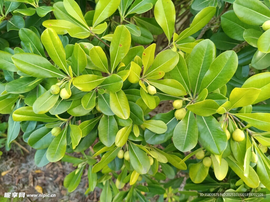 翠绿繁茂的绿叶植物