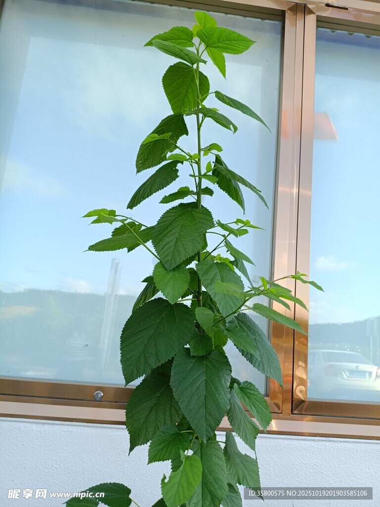 窗边挺立的翠绿植物