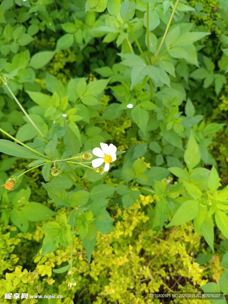 绿叶丛中绽放的白色小花