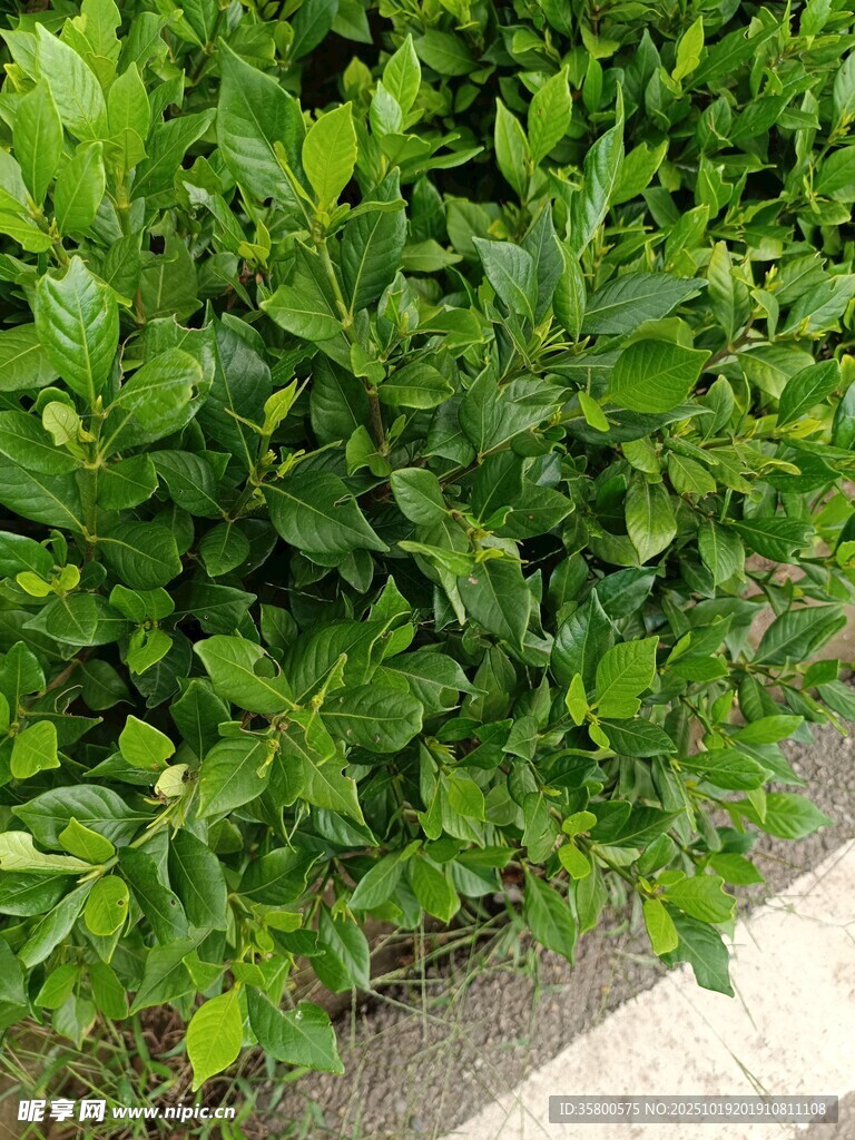 翠绿灌木丛