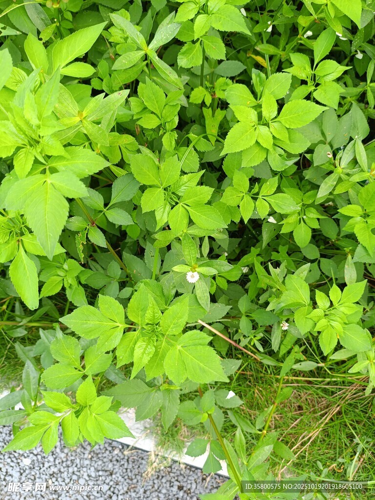 翠绿繁茂的清新植物景观