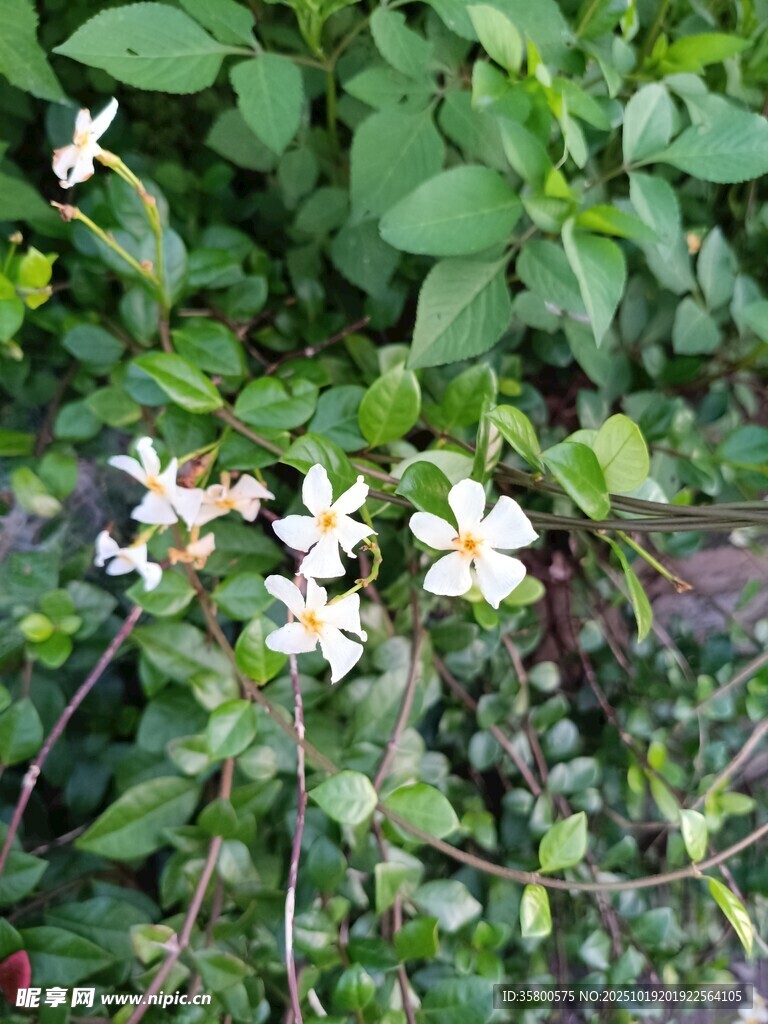 绿叶间绽放的白色小花