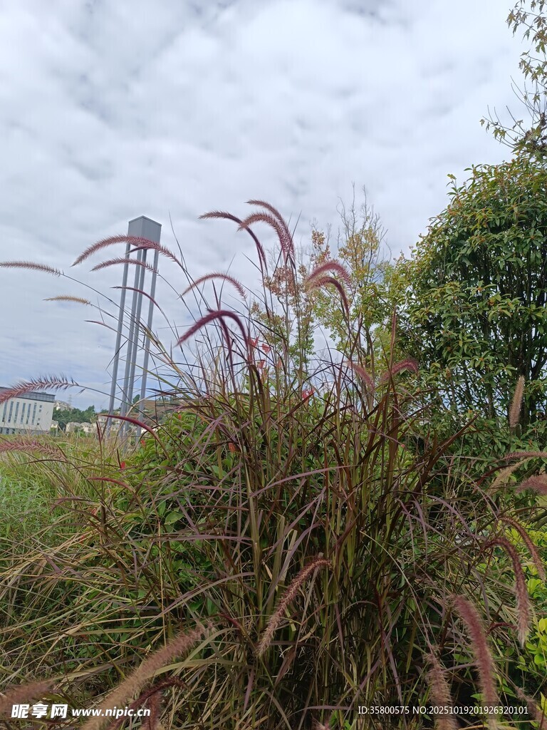 田野边的绿植与远处铁塔