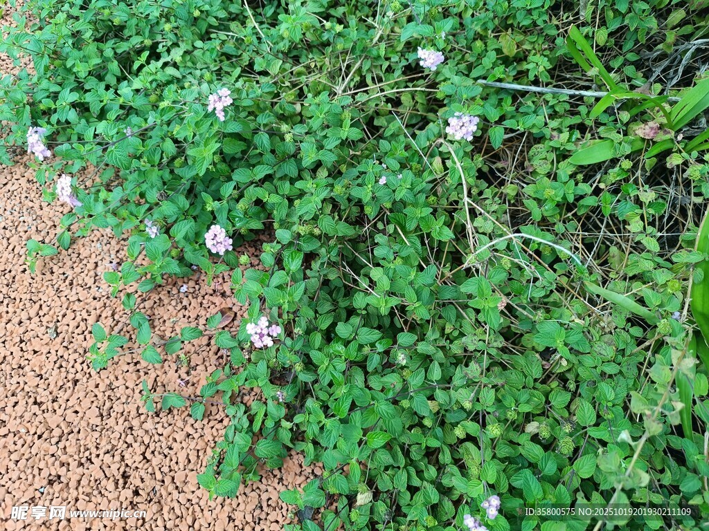 绿叶白花的地面植物景观