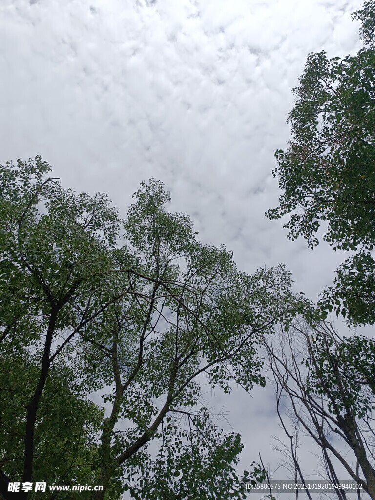 仰视葱郁树木与天空