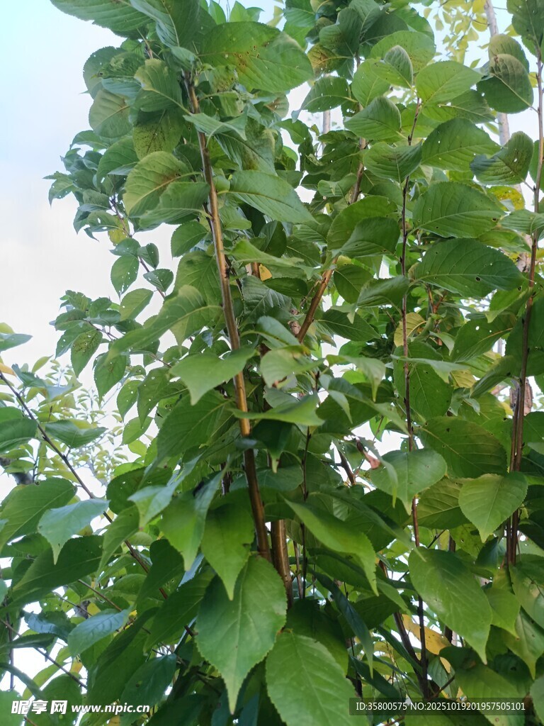 绿叶繁茂的果树