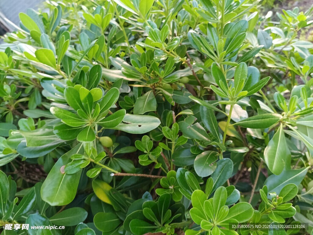 翠绿丛生的鲜嫩植物