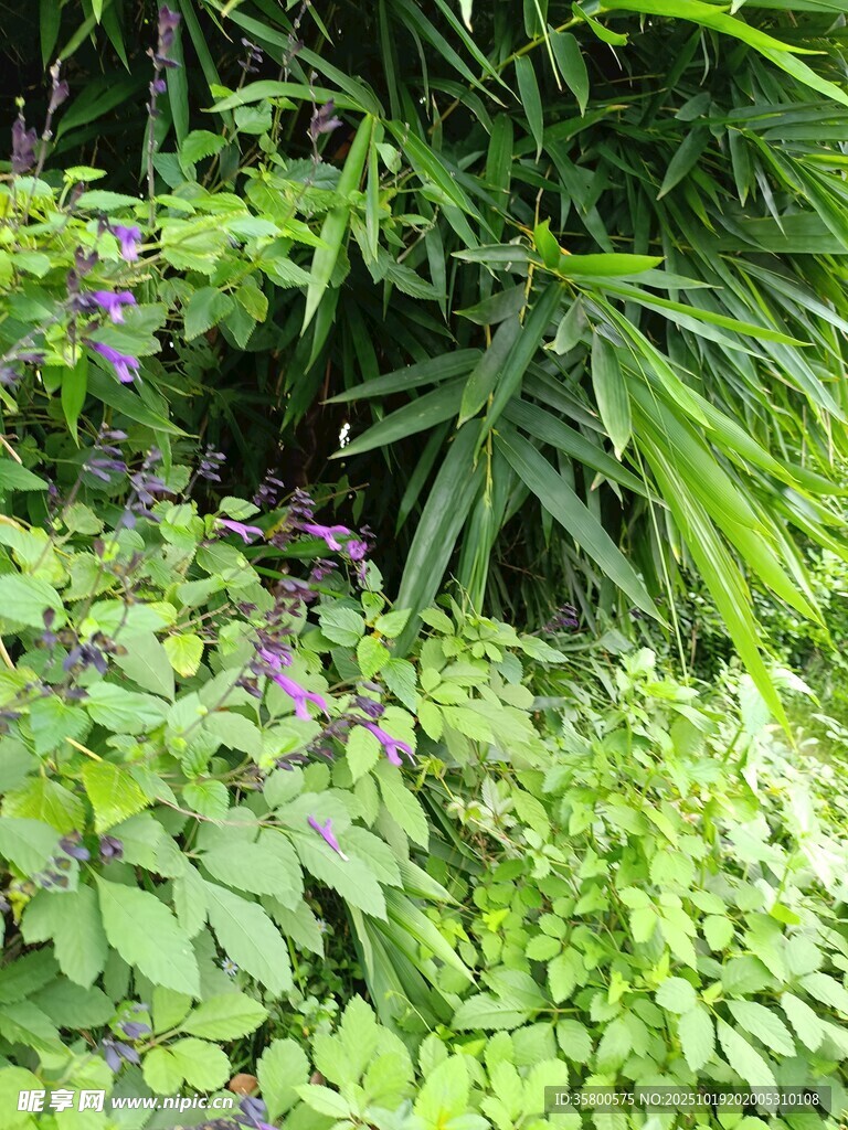 绿意盎然的植物景观