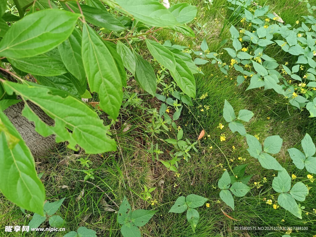 绿意盎然的野外植物景象