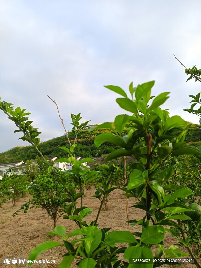 田野中的翠绿植物