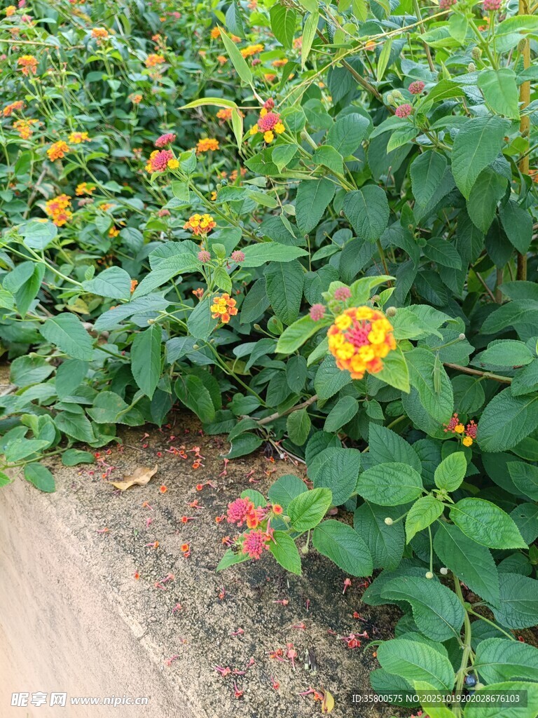 路边绽放的多彩花卉