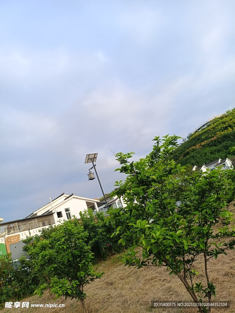 田园绿树旁的白色房屋