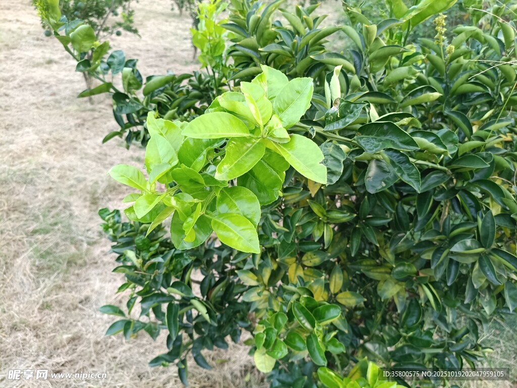 绿叶繁茂的植物