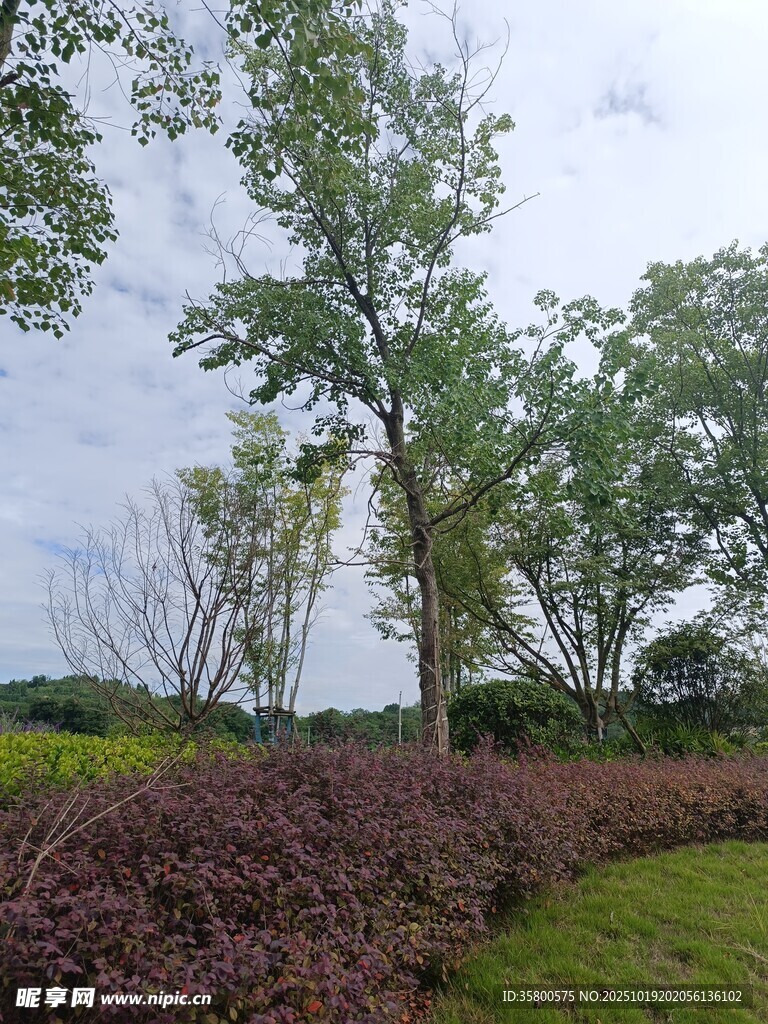 户外绿树与多彩植被景观
