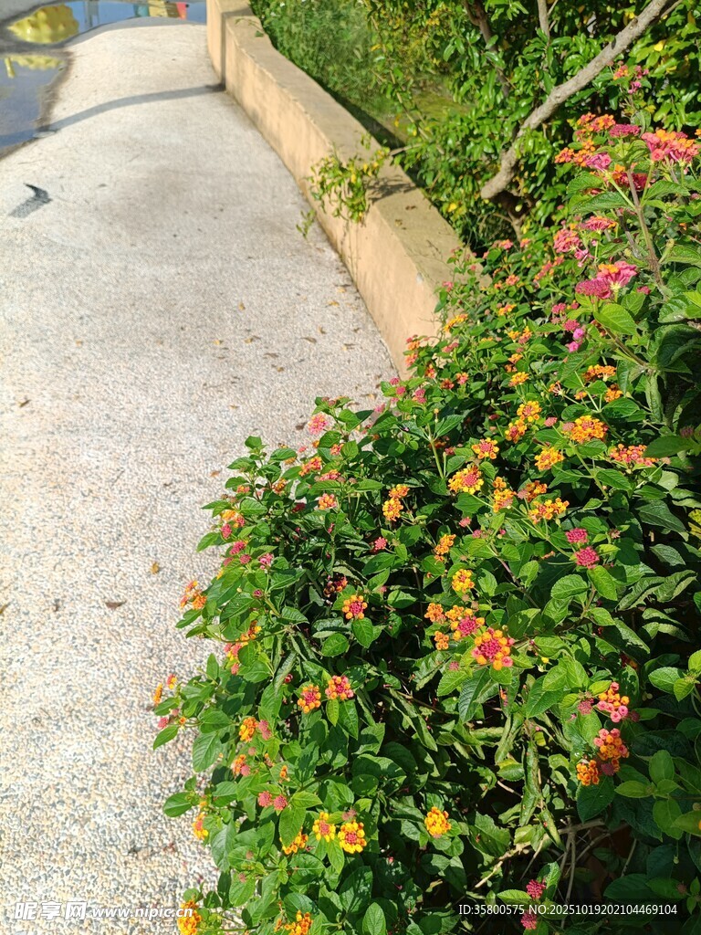 路边多彩花卉景观