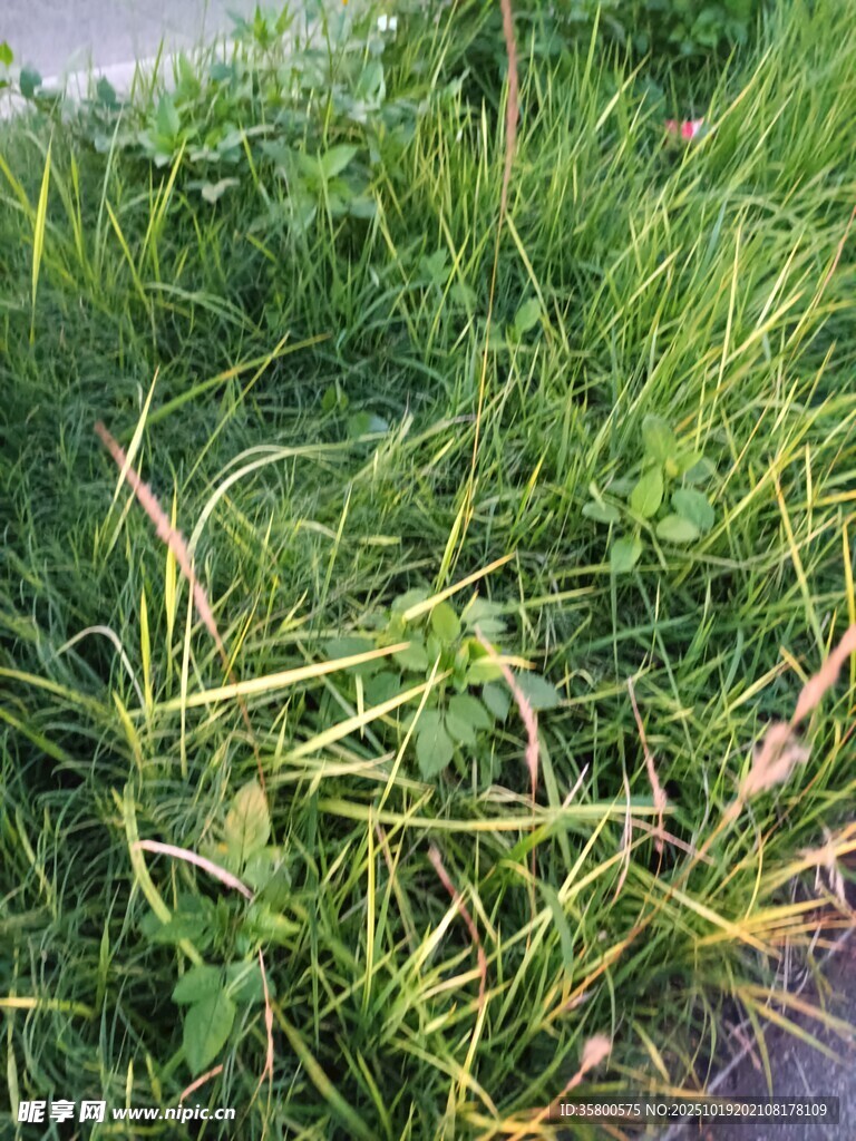 翠绿草地特写