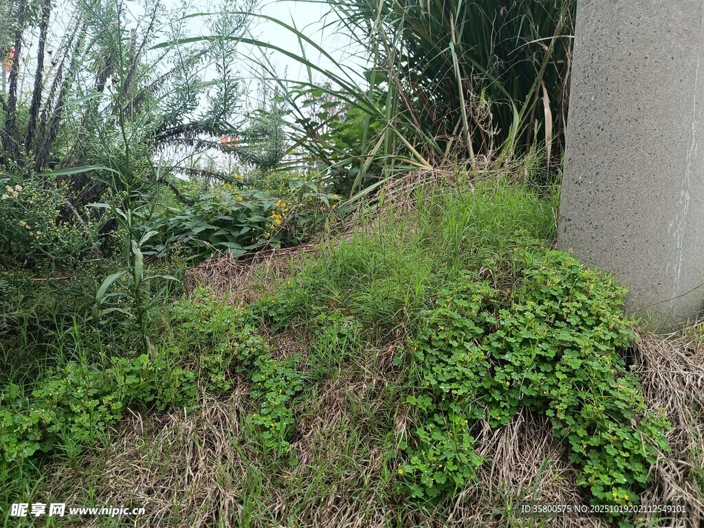 墙角绿植景观