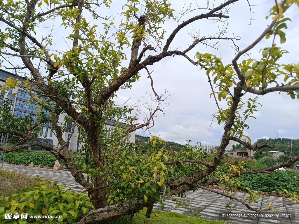 庭院中虬曲的绿树