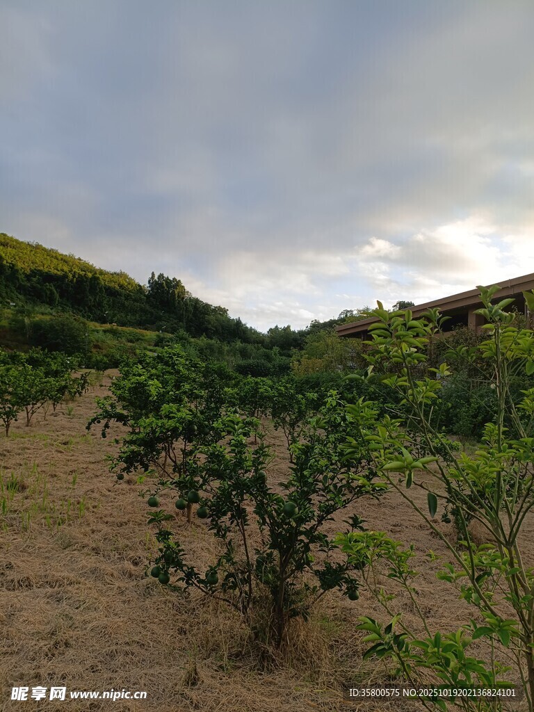 山坡上的绿植景观