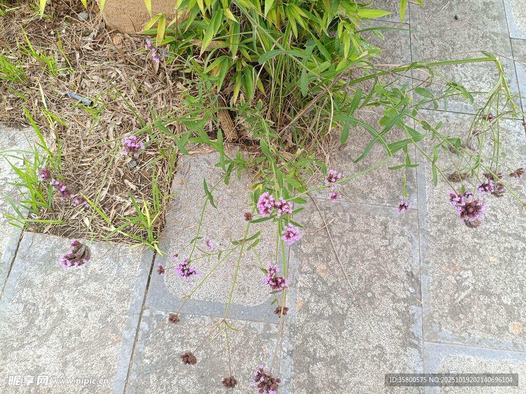 石板间绽放的紫色小花