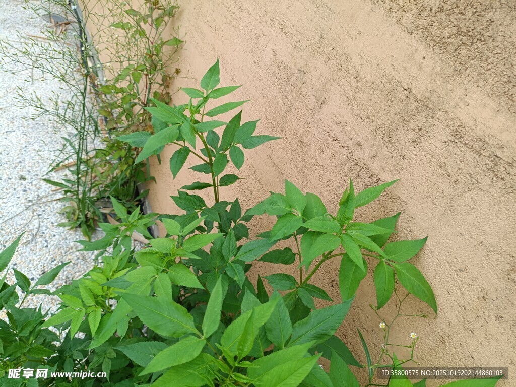 路边生长的绿色植物