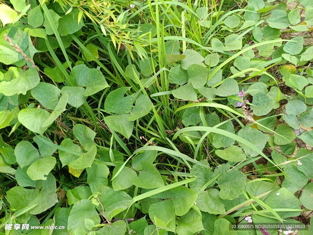 翠绿三叶草植物景观