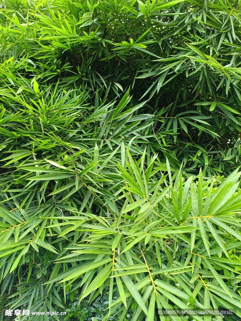 翠绿竹叶特写