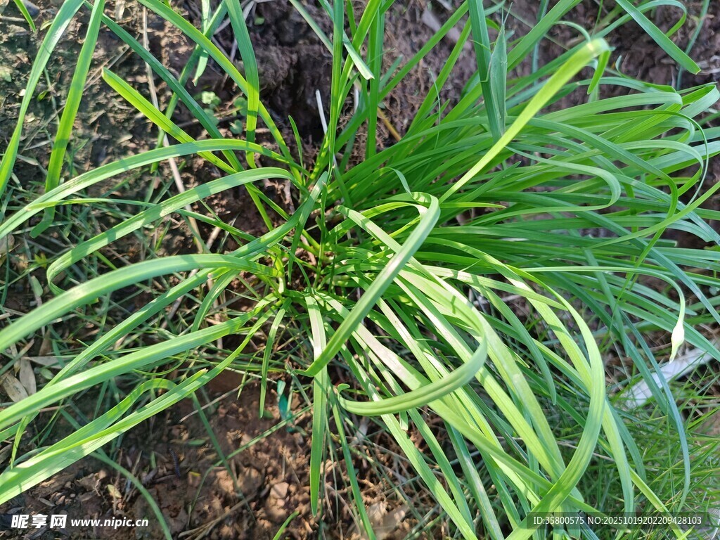 翠绿葱郁的草本植物