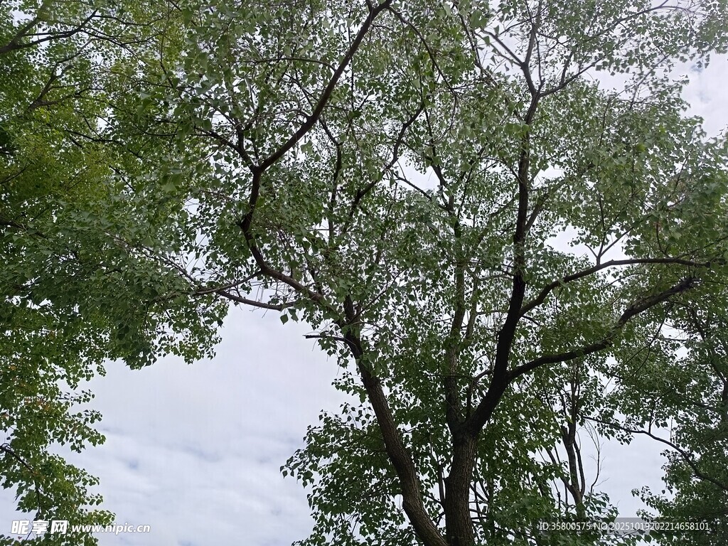 枝叶繁茂的高大树木