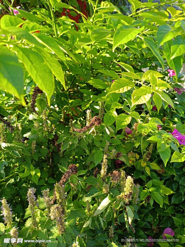 繁茂绿植中的紫色小花