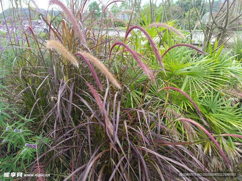 野外生长的红紫叶片植物